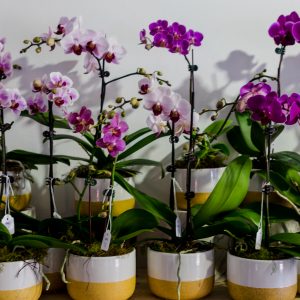 Small Phalaenopsis Orchid