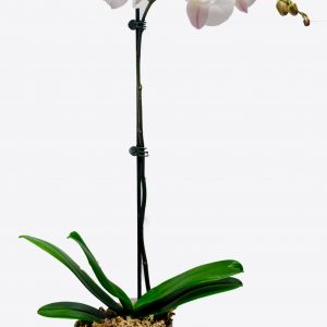 Tall Phalaenopsis Orchid