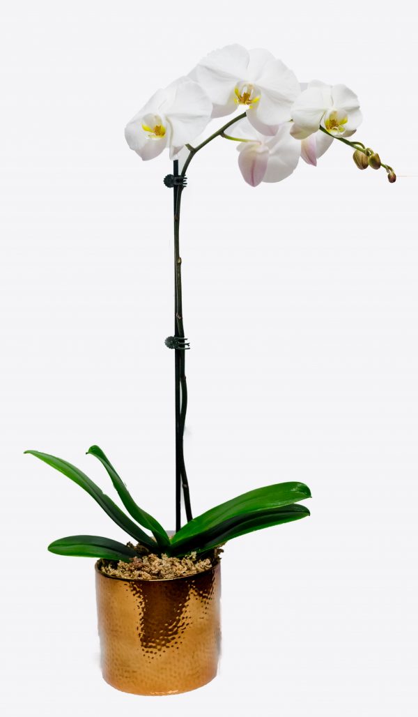 Tall Phalaenopsis Orchid