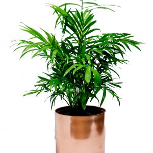 Medium indoor plant